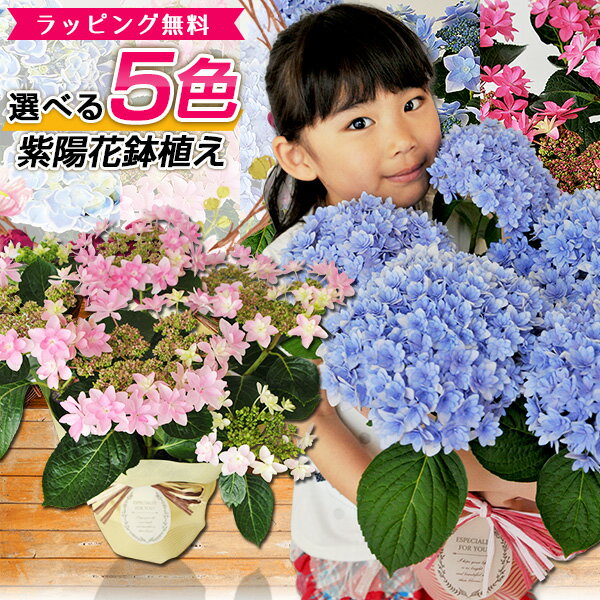 あじさい アジサイ 5色から選べる 紫陽花 母の日 5号サイズ 鉢植え ハイドランジア プレゼント レッド ピンク パープル ブルー ホワイト 特大ボリューム満点 送料無料 鉢花 母の日ギフトフラワー 花 鉢植え ギフト母の日 2024年