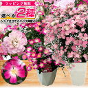 2種から選べる 薔薇 リング仕立て ツル ミニバラ 鉢植え 母の日 プレゼント 特大ボリューム満点 送料無料 鉢花 母の…