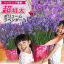 ラベンダー 10号サイズ 鉢花 鉢植え 母の日プレゼント 超ボリューム特大ラベンダー 送料無料 お母さんもビックリ 高さ70cmセンチ 花 母の日ギフト ハーブ 母の日 2024年