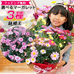 マーガレット 花の鉢植え マーガレット 3色寄植え 6号サイズ 鉢花 鉢植え 母の日 早割 ボリューム満点 送料無料 カラフル ラッピング付き 高さ40cmセンチ 花 母の日ギフト 母の日プレゼント 2024年