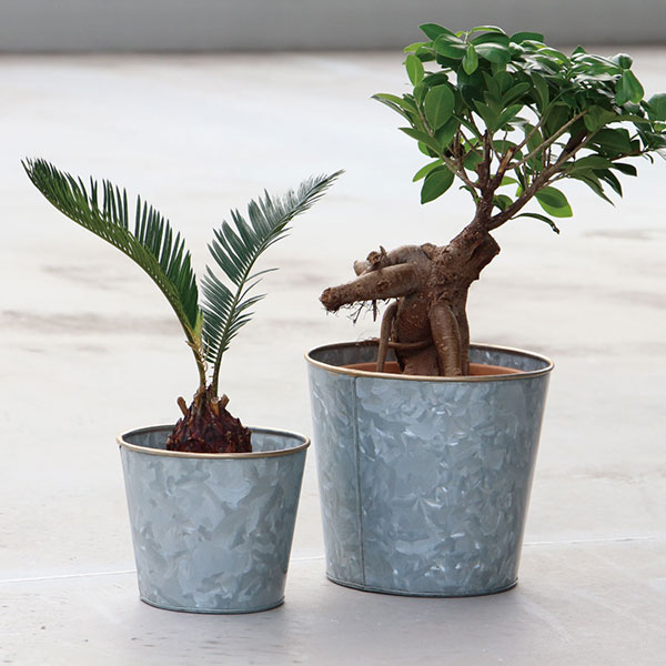 Galvanized Plant Cover Round 20 ����Хʥ��� �ץ��� ���С� �饦��� 20 ȭ���С� ���տ�ʪ HERE by DETAIL