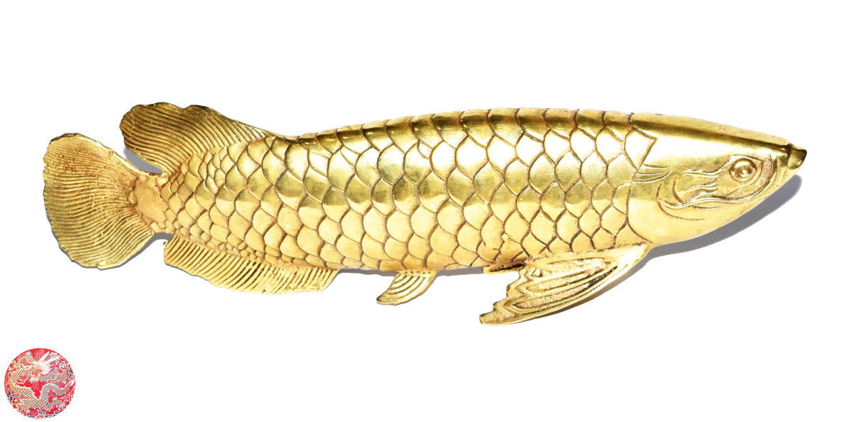 ̵۶ζƼ   ζ ʳʪ ʺⱿƤ Arowana ե 襤ƥꥢ ۽...