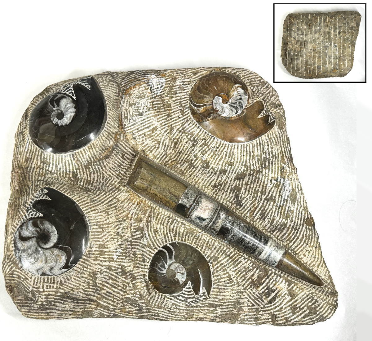 【送料無料】アンモナイト 直角貝 超大型 化石絶品 約8kg 縫合線 古生代デボン紀 (約3億5千万年前)山口..