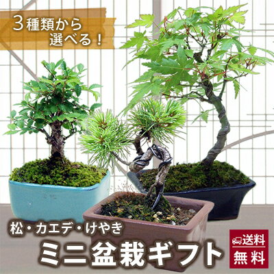 父の日 盆栽 セット 松 ギフト プレゼント 【 松 カエデ けやき の三種類から選べる 小笠原さんのミニ盆栽 】 送料無料 花 初心者 梅 苔玉 鉢植え ミニ盆栽 花鉢 盆栽鉢 桜 盆栽 もみじ 藤 苔 花ギフト