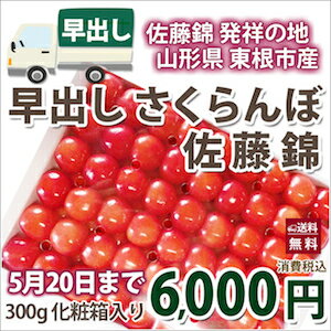 さくらんぼ 佐藤錦 早出し 手詰め 300g 5/20以降 【 山口果樹園 】 山形県産 ギフト 贈り物 贈答 母の日 父の日 人気 送料無料 産地直送 お取り寄せ有機減農薬栽培 農家直送 天童市 佐藤錦 高砂 ナポレオン 月山錦 紅秀峰 チェリー サクランボ 農産物 訳あり