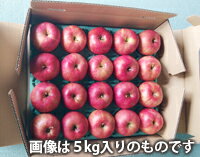 ふじりんご 贈答用 【 特秀品 3kg 満杯詰め 球数の目安 約9玉以上入り 送料無料 】 完熟蜜入り 山形 朝日町 和合平 有機減農薬栽培 サンふじりんご りんご 値段 産地 時期 りんごジュース 農産物 ポイント消化 100円 300円 500円