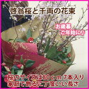 啓翁桜 山形 桜 花束 80cm 7〜8本入り 桜と千両の花束 桜の長さは家庭で飾るに丁度良い長さ お歳暮 ご年始 送別会 花束 プレゼント 送料無料 花 プレゼント 花 アレンジメント 正月 正月飾り クリスマス フラワーギフト 花ギフト ポイント消化 10本