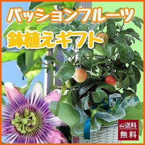 【5月中旬以降順次出荷！】沖縄県産 パッションフルーツ ご家庭用 2kg 送料込 ぱっしょんふるーつ パッション ぱっしょん 沖縄県産 送料込 最安値に挑戦 ランキング1位獲得