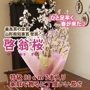 啓翁桜 山形 桜 卒業 卒業式 送別会 花束 卒業祝い プレゼント 送料無料 【 啓翁桜 花束 7〜8本入り 家庭で飾るに丁度良い長さ 】 花 入学 祝 花 誕生日 結婚記念日 クリスマス フラワーギフト 花ギフト けいおうざくら