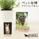 ペット位牌 アクリルパネル 木製台座付き フルカラー 写真プリント 背景あり 名入れ オリジナル犬 猫 ペット供養 ペットロス 位牌 アク..