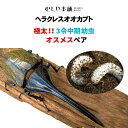 むしや本舗【ヘラクレスオオカブト（ヘラクレスヘラクレス） 3令中期 幼虫 オスメスペア】 カブトムシ ／ カブトムシ幼虫 ／ ヘラクレス幼虫 ／ ヘラクレス ／ 極太 ／ 大型