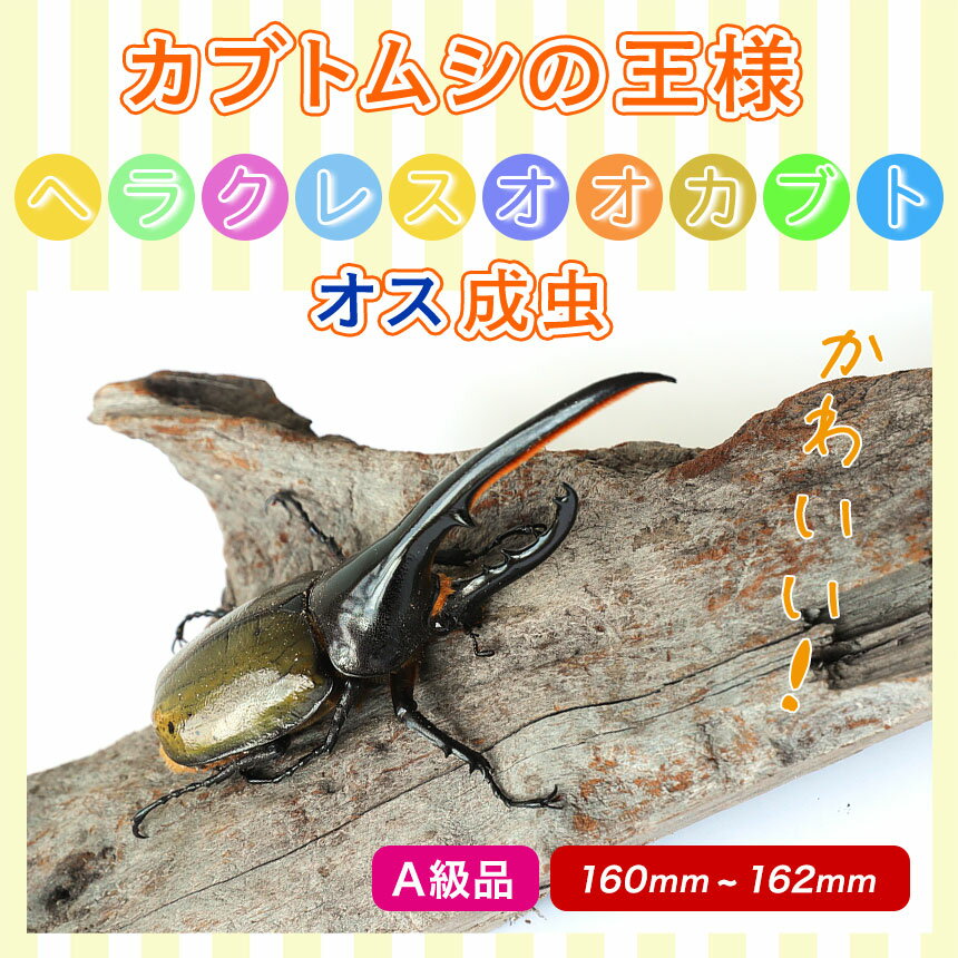 むしや本舗【超大型!ヘラクレスオオカブト 成虫...の紹介画像3