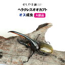 むしや本舗【ヘラクレスオオカブト 成虫 オス A級品（ヘラクレスヘラクレス）】カブトムシ / 昆虫 / 生き物 / ヘラクレス / ペット / ヘラヘラ / プレゼントに