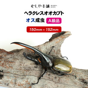 むしや本舗【大型！ヘラクレスオオカブト 成虫 オス A級品 150〜152ミリ（ヘラクレスヘラクレス）】カブトムシ / 昆虫 / 生き物 / ヘラクレス / ペット / ヘラヘラ / プレゼントに