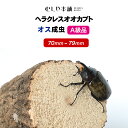 ★A品新成虫を限定超破格値で！ 【商品名】ヘラクレスオオカブト成虫 オス A品 70〜79ミリ 　　　　　（ヘラクレスヘラクレス） 【学　名】Dynastes hercules hercules 【ランク】A品級 ※角が僅かに曲がっている程度で他は完璧。 【サイズ】オス：約70〜79ミリ（胸角先からおしりまで） 　　　　　※新成虫につき若干縮む事もあります。 【羽化日】羽化後、約1～3ヶ月以内 【産　地】グアドループ産 【累　代】CBF1 【後　食】なし ★あこがれのカブトムシの王様ヘラクレスオオカブトを育てよう！★ ※複数のサイトでも同じ個体を販売しておりますので、購入のタイミング次第では在庫切れの場合もございます。 先にご注文の方を優先いたしますので、予めご了承下さい。 同等品がある場合はご案内させて頂きます。★今年もヘラクレスオオカブトがどんどん売れています！★むしや本舗は、ヘラクレスの成虫、幼虫を中心に外国産のクワガタ・カブトムシの生態を販売している専門店です！