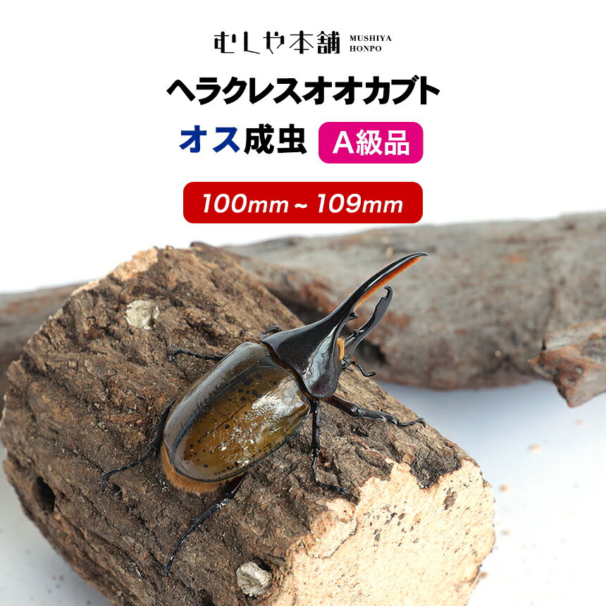 むしや本舗【ヘラクレスオオカブト 成虫 オス A級品 100〜109ミリ ヘラクレスヘラクレス 】カブトムシ / 昆虫 / 生き物 / ヘラクレス / ペット / ヘラヘラ / プレゼントに