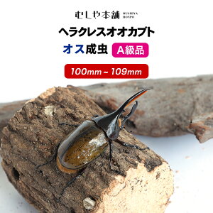 むしや本舗【ヘラクレスオオカブト 成虫 オス A級品 100〜109ミリ（ヘラクレスヘラクレス）】カブトムシ / 昆虫 / 生き物 / ヘラクレス / ペット / ヘラヘラ / プレゼントに