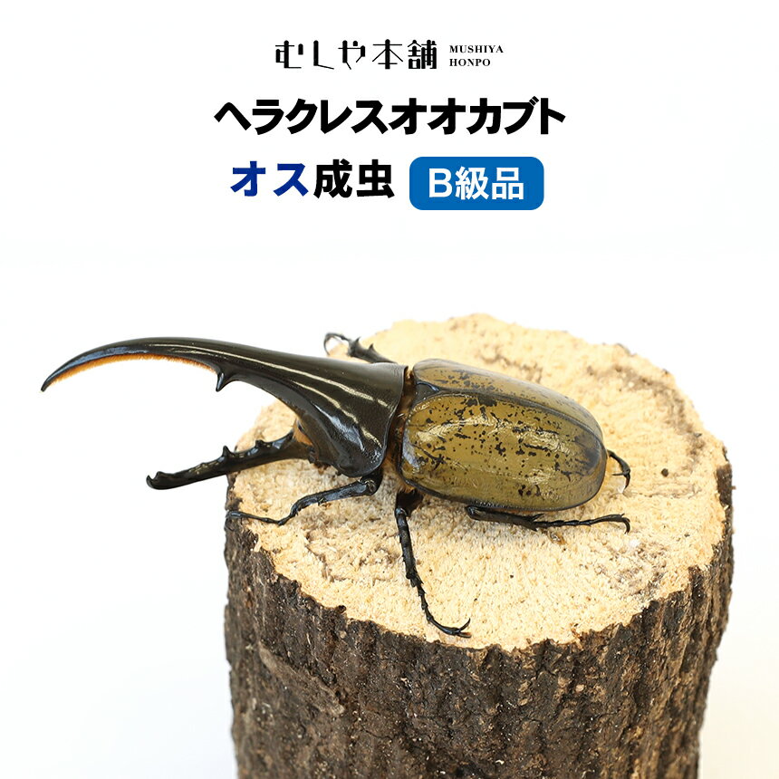 むしや本舗【ヘラクレスオオカブト成虫 オス B級品（ヘラクレスヘラクレス）】カブトムシ／昆虫／生き物／ヘラクレス／ペット／ヘラヘラ／プレゼントに