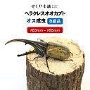 むしや本舗【ヘラクレスオオカブト成虫 オス B級品 163〜165ミリ（ヘラクレスヘラクレス）】カブトムシ / 昆虫 / 生き物 / ヘラクレス / ペット / ヘラヘラ / プレゼントに