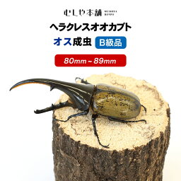 むしや本舗【ヘラクレスオオカブト成虫 オス B級品 80〜89ミリ（ヘラクレスヘラクレス）】カブトムシ / 昆虫 / 生き物 / ヘラクレス / ペット / ヘラヘラ / プレゼントに