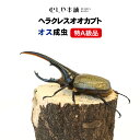 むしや本舗【ヘラクレスオオカブト 成虫 オス 特A級品（ヘラクレスヘラクレス）】カブトムシ／昆虫／生き物／ヘラクレス／ペット／ヘラヘラ／プレゼントに