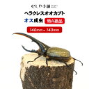 特A級品！【ヘラクレスオオカブト 成虫 オス 140～143ミリ（ヘラクレスヘラクレス）】カブトムシ / 昆虫 / 生き物 / ヘラクレス / ペット / ヘラヘラ / プレゼントに