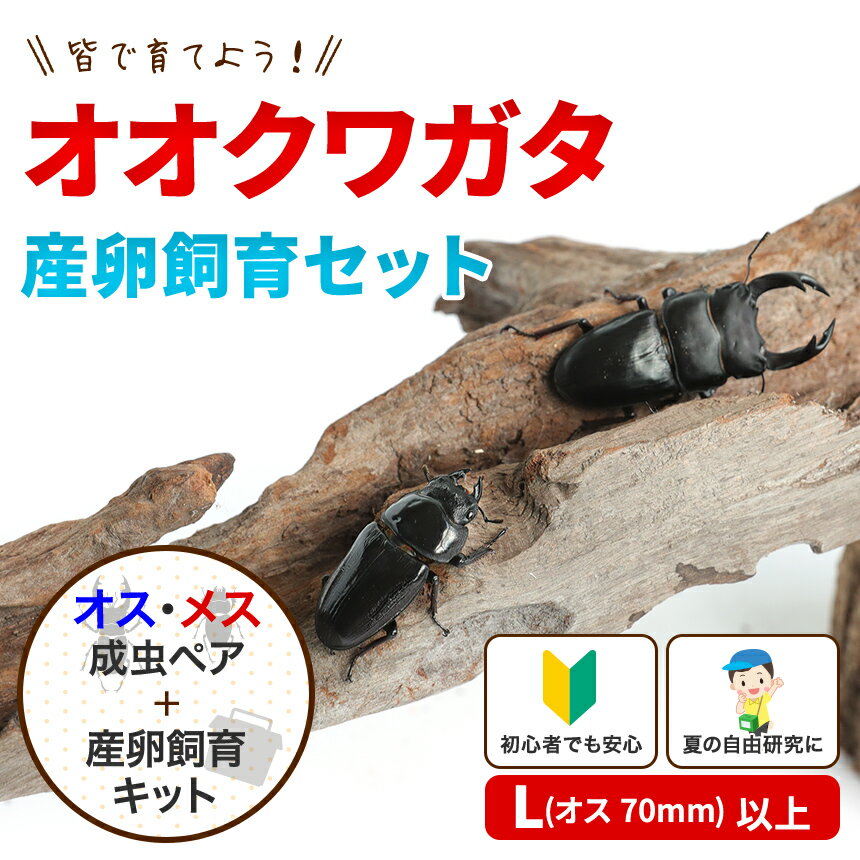 送料無料！「国産オオクワガタ(Lサイズ) 成虫 大型ペア+産卵飼育セット」オオクワ クワガタ 生体 プレゼントに！オス70mm以上