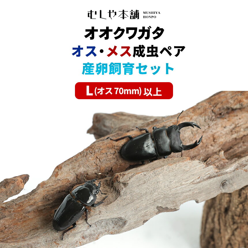 送料無料！「国産オオクワガタ(Lサイズ) 成虫 大型ペア+産卵飼育セット」オオクワ クワガタ 生体 プレゼントに！オス70mm以上