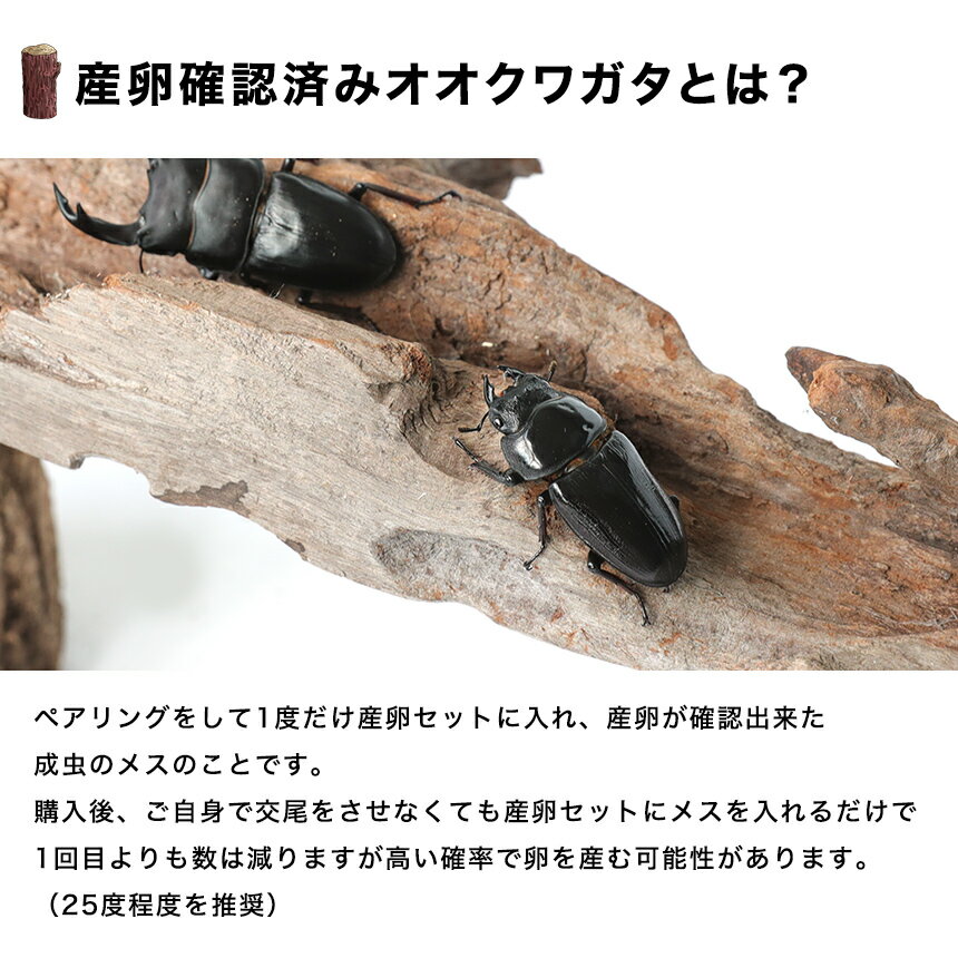 むしや本舗【「産卵確認済み」国産オオクワガタ 成虫 メス単品】クワガタ／ 昆虫／ オオクワ／ 生き物／ ペット／ 繁殖／ ブリード／ プレゼントに