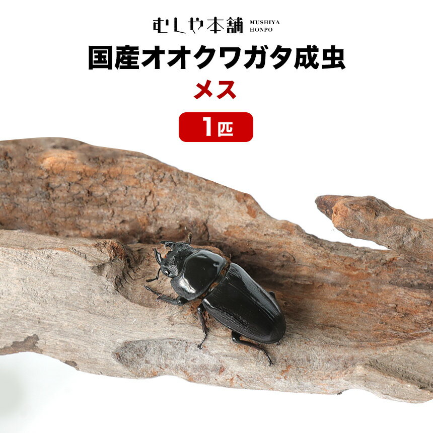 むしや本舗【「産卵確認済み」国産オオクワガタ 成虫 メス 単品（LLサイズ 45～47ミリ ）1匹 】クワガタ／昆虫／オオクワ ／生き物／ペット／繁殖／ブリード／プレゼントに