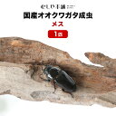 むしや本舗【「産卵確認済み」国産オオクワガタ 成虫 メス 単品（LLLサイズ 48～49ミリ ）1匹 】クワガタ／昆虫／オオクワ ／生き物／ペット／繁殖／ブリード／プレゼントに