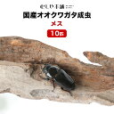 繁殖可能な大型の成虫メス！ 【商　品】むしや本舗【「産卵確認済み」国産オオクワガタ 成虫 メス単品（LLサイズ 45～47ミリ ）10匹 】 【学　名】Dorcus hopei binodulsus 【体　長】45~47ミリ 【羽　化】2023年5～7月 【累　代】CB 【産　地】なし 【寿　命】2～3年程度 【飼　育】20〜25度が理想ですが低温でも弱ってしまう事はほとんどありません。 冬場は冬眠します。 ※写真は、同等のイメージです。 生体は、配送用の小さな容器に入れてのお届けとなります。 飼育に必要なものが全て揃った飼育セットもご一緒にご注文下さい。 1梱包にまとめてお届け致します！ ※複数のサイトでも同じ個体を販売しておりますので、購入のタイミング次第では在庫切れの場合がございます。 先にご注文の方を優先いたしますので予めご了承下さい。 同等品がある場合はご案内させて頂きます。