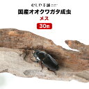 繁殖可能な大型の成虫メス！ 【商　品】国産オオクワガタ 成虫 メス単品 30匹 産卵確認済み 【学　名】Dorcus hopei binodulsus 【体　長】45～47ミリ 【羽　化】2023年5～7月 【累　代】CB 【産　地】津山 【寿　命】2～3年程度 【飼　育】20〜25度が理想ですが低温でも弱ってしまう事はほとんどありません。 冬場は冬眠します。 ※写真は、同等のイメージです。 生体は、配送用の小さな容器に入れてのお届けとなります。 飼育に必要なものが全て揃った飼育セットもご一緒にご注文下さい。 1梱包にまとめてお届け致します！ ※複数のサイトでも同じ個体を販売しておりますので、購入のタイミング次第では在庫切れの場合がございます。 先にご注文の方を優先いたしますので予めご了承下さい。 同等品がある場合はご案内させて頂きます。