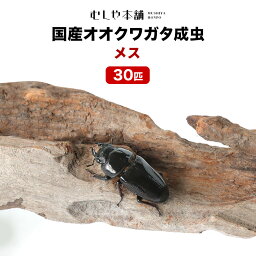 むしや本舗【「産卵確認済み」 国産オオクワガタ 成虫 メス単品 30匹 】クワガタ／昆虫／オオクワ／生き物／ペット／繁殖／ブリード／イベント／プレゼントに