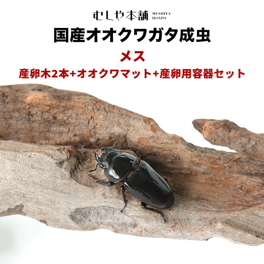 むしや本舗【「産卵確認済み」国産オオクワガタ 成虫 メス1匹+産卵木（M～L）2本+オオクワマット（2L）+産卵用容器（NCボックス）のセット 】クワガタ／ 昆虫 ／ オオクワ／ 生き物 ／ ペット／ 繁殖／ ブリード／ プレゼントに