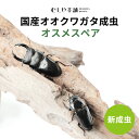 むしや本舗 新成虫! 国産 オオクワガタ 成虫 オスメスペア 各サイズ クワガタ 昆虫 新成虫 オオクワ 国産オオクワガタ セット ブリード 生体 生き物 長生...