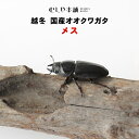 むしや本舗【越冬 「能勢YG」 国産 オオクワガタ 成虫 メス単品】クワガタ／昆虫／生き物／ペット／オオクワ／ブリード／繁殖／プレゼントに