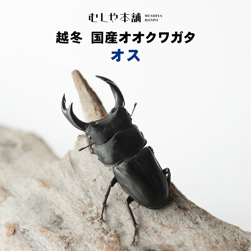 むしや本舗【越冬 国産オオクワガタ 成虫 オス 単品】クワガタ ／ 昆虫 ／ 生き物 ／ ペット ／ オオクワ ／ ブリード ／繁殖 ／ プレゼントに