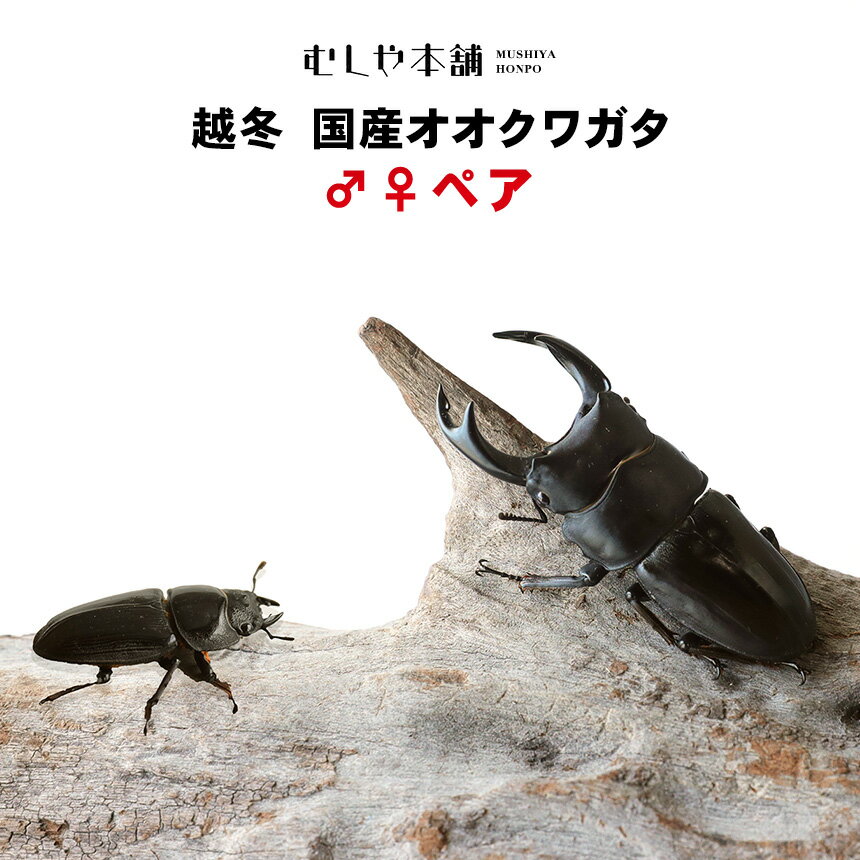 むしや本舗【越冬 国産オオクワガタ 成虫 オスメス ペア】クワガタ ／ 昆虫 ／ 生き物 ／ ペット ／ オオクワ ／ ブリーディング／ 繁殖 ／ プレゼントに