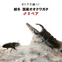 【商　品】越冬 国産オオクワガタ 成虫 オスメスペア 【学　名】Dorcus hopei binodulsus 【体　長】Sサイズ（オス：45～59ミリ、メス：フリー） 　　　　　Mサイズ（オス：60～69ミリ、メス：フリー） 　　　　　Lサイズ（オス：70～74ミリ、メス：フリー） 　　　　　LLサイズ（オス：75～77ミリ、メス：45～47ミリ） 　　　　　LLLサイズ（オス：78～79ミリ、メス：47～49ミリ） 　　　　　LLLLサイズ（オス：80～81ミリ、メス：50ミリ） 　　　　　特大サイズ 　　　　　超特大サイズ（オス：84～85ミリ、メス：53ミリ） 　　　　　スーパー特大サイズ（オス：86～87ミリ、メス：55ミリ） 【羽　化】2023年5～7月 【累　代】CB 【産　地】津山 【寿　命】2～3年程度 【飼　育】20〜25度が理想ですが、低温でも弱ってしまう事はほとんどありません。 冬場は冬眠します。 ※写真は、同等のイメージです。 生体は、配送用の小さな容器に入れてのお届けとなります。 飼育に必要なものが全て揃った飼育セットもご一緒にご注文下さい。 1梱包にまとめてお届け致します！ ※複数のサイトでも同じ個体を販売しておりますので、購入のタイミング次第では在庫切れの場合がございます。 先にご注文の方を優先いたしますので、予めご了承下さい。 同等品がある場合はご案内させて頂きます。