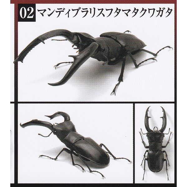 02 マンディブラリスフタマタクワガタ （くわがた02 KUWAGATA いきもの大図鑑 フィギュア クワガタ 昆虫 模型 動物 おもちゃ ガシャポン ガチャ バンダイ）【即納】【数量限定】【セール品】のサムネイル