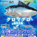 クロマグロと海洋生物 カプセルコレクション 魚 海の生き物 グッズ おもちゃ ガチャ エポック社 （全6種フルコンプセット＋DP台紙おまけ付き）【即納】【数量限定】