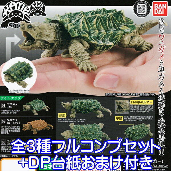 かめ 03 「かめ」シリーズ 第3弾 KAME フィギュア 亀 カメ 動物 骨格構造 TURTLE 模型 ガシャポン ガチャ バンダイ（全3種フルコンプセット＋DP台紙おまけ付き） 【即納】【数量限定】