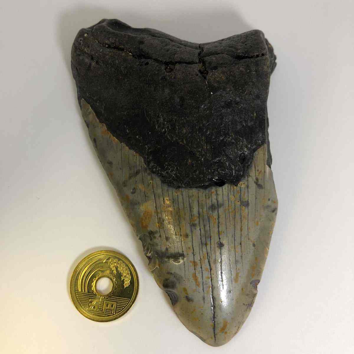 こちらはよくあるレプリカではなく 本物のメガロドンの歯化石です No メガロドンの歯化石 メガロドン 化石 恐竜 サメ メガロドンの歯 本物 巨大 鮫 化石標本 標本