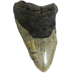 No.11018 メガロドンの歯化石 メガロドン 化石 恐竜 サメ メガロドンの歯 本物 巨大 鮫 化石標本 標本