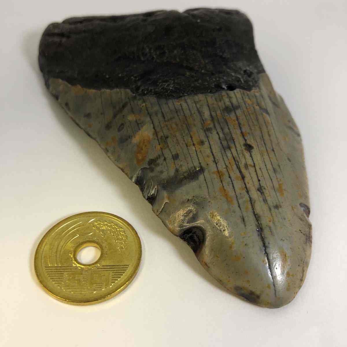 こちらはよくあるレプリカではなく 本物のメガロドンの歯化石です No メガロドンの歯化石 メガロドン 化石 恐竜 サメ メガロドンの歯 本物 巨大 鮫 化石標本 標本