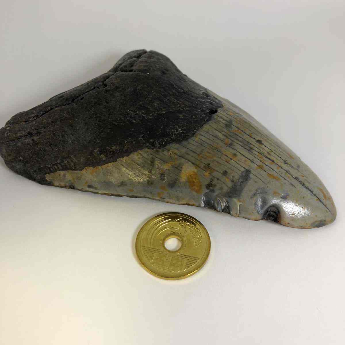 こちらはよくあるレプリカではなく 本物のメガロドンの歯化石です No メガロドンの歯化石 メガロドン 化石 恐竜 サメ メガロドンの歯 本物 巨大 鮫 化石標本 標本