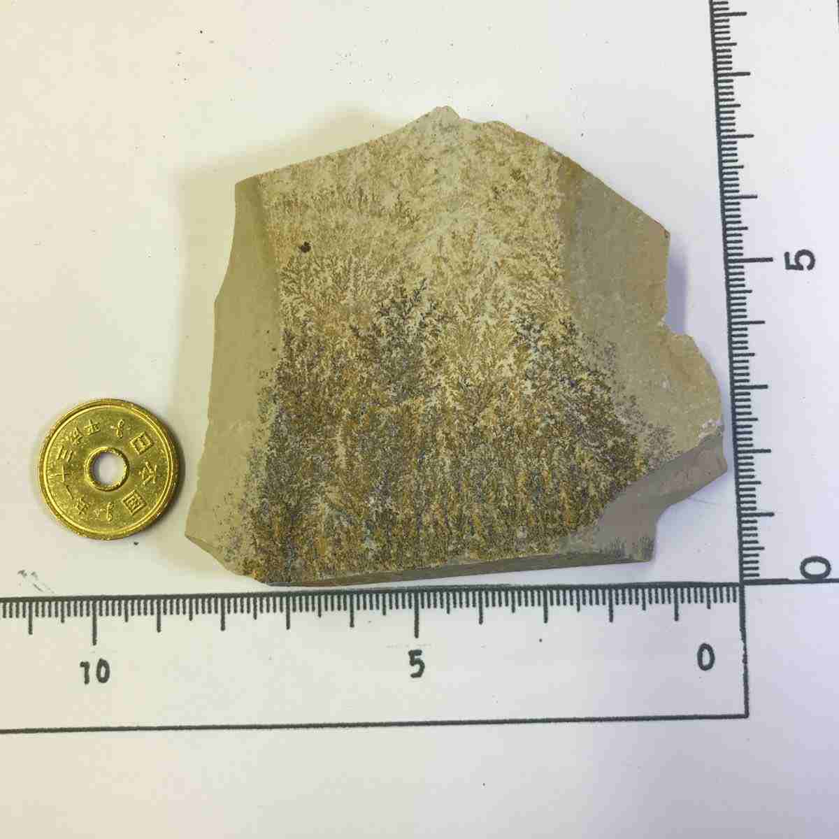 商品NO_k123 デンドライト 忍石 しのぶ石 忍ぶ石 天然石 鉱物 鉱物標本 パ...