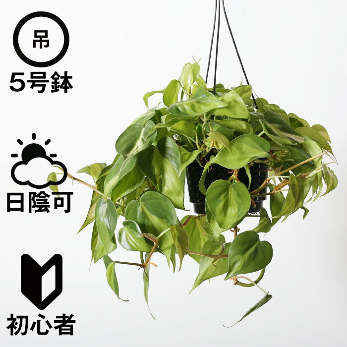 観葉植物