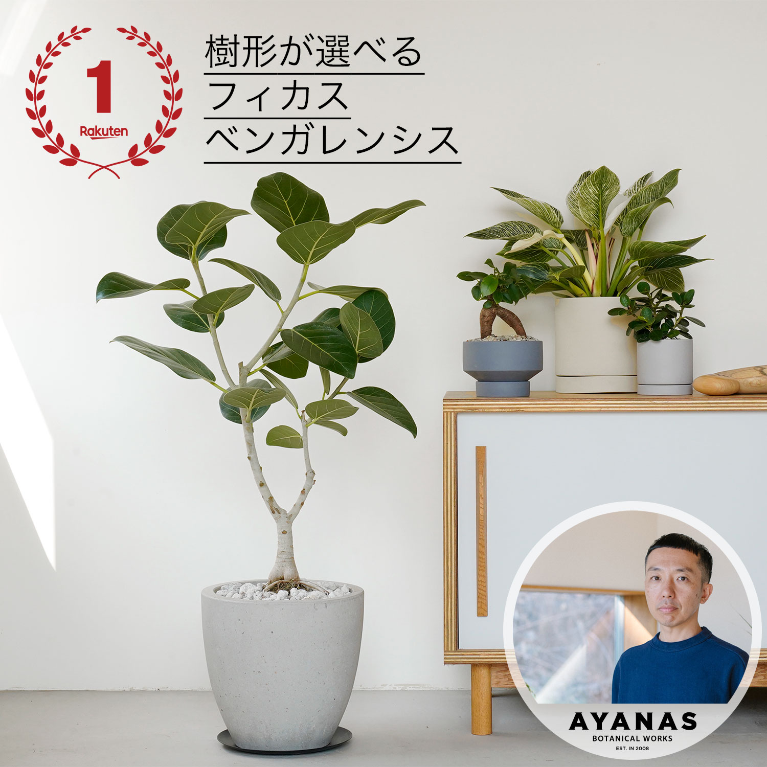 【ポイント5倍】【楽天ランキング1位】観葉植物 大型 おしゃれ 大きい 選べる フィカス ベンガレンシス ゴムの木　ゴムノキ 床置き リビング シンボルツリー 日陰 耐陰性 インテリア グリーン プレゼント ギフト シンプル 観葉 植物 可愛い かわいい セメント